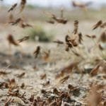 الجراد يغطي عدة مراكز بالسعودية