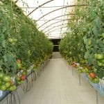 الزراعة في الإمارات