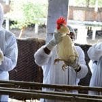 انفلونزا الطيور