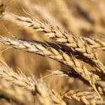 السعودية: استيراد 595 ألف طن من القمح لتعزيز الأمن الغذائي السعودية: استيراد 595 ألف طن من القمح لتعزيز الأمن الغذائي