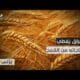 احتياطي القمح في العراق يسجل مستوى قياسيا | حصرياً احتياطي القمح في العراق يسجل مستوى قياسيا